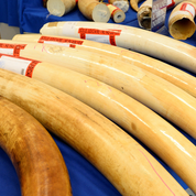Dans le Nord, saisie de 40 objets en ivoire non déclarés et destinés aux enchères