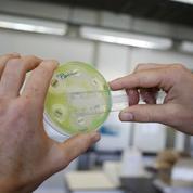 Augmenter les doses d'antibiotiques pourrait «renforcer» certaines bactéries