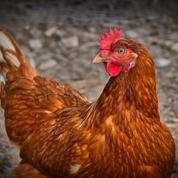 Le Conseil d'Etat épingle le gouvernement sur les poules en cages