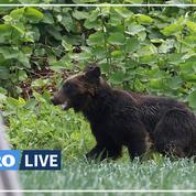 Un ours abattu après s'être déchaîné dans une ville japonaise
