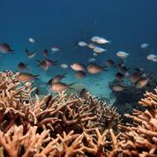 La Grande Barrière de corail «en danger» pour l'Unesco