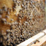 Une année 2020 exceptionnelle pour le miel français