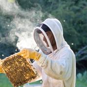 Les apiculteurs s'inquiètent d'une «année noire» pour le miel français