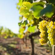 Vendanges : tout premiers coups de sécateurs dans le vignoble bordelais