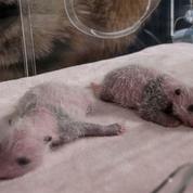 Des jumeaux pandas géants sont nés dans un zoo de Madrid
