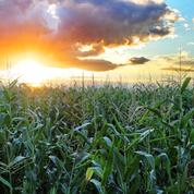Chicago : blé, maïs et soja en hausse avant deux rapports américains très attendus