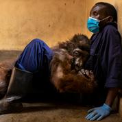 République démocratique du Congo: les deux vies de la gorille Ndakasi