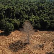 COP26: un accord international contre la déforestation