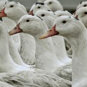 Grippe aviaire : face à un niveau de risque «élevé» en France, les volailles reconfinées