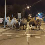Madrid : huit chameaux et un lama déambulent dans les rues