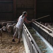 Revenus des agriculteurs : les nouvelles règles commerciales doivent s'appliquer, prévient le gouvernement