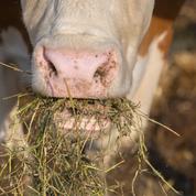 Un cas de brucellose bovine détecté en Haute-Savoie