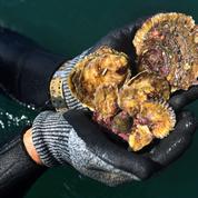 Charente-Maritime : trois tonnes d'huîtres volées sur l'île de Ré