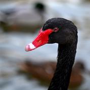 Lorraine: des cygnes atteints de grippe aviaire, l'accès à un lac fermé