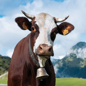 Neige, une vache de race Abondance, égérie du prochain Salon de l'agriculture