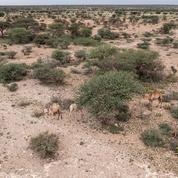 La Somalie menacée par une «aggravation rapide» de la sécheresse