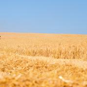 Le blé bat des records sur le marché européen