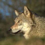 Un loup photographié pour la première fois en Île-de-France