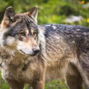 Haute-Vienne : premières observations d'un loup depuis plus d'un siècle