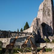 Un appel aux dons pour préserver le grand rocher du Parc zoologique de Paris