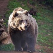 Pyrénées : baisse du nombre d'animaux attaqués par des ours, selon la préfecture