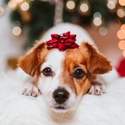 Offrir un chien ou un chat pour Noël : une fausse bonne idée ?