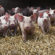 Les industriels de la viande prêts à payer plus cher les porcs castrés sous anesthésie