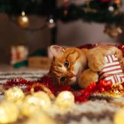 Cadeaux de Noel : des idées adaptées pour les chats et les chiens