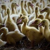 Grippe aviaire: un premier élevage du sud-ouest touché