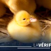 Foie gras : l'élevage des canards est-il encore «industriel» ?