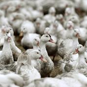 Grippe aviaire : un foyer détecté dans un élevage des Landes