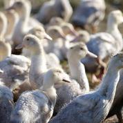 Grippe aviaire dans le Gers : abattage préventif des canards de sept autres fermes