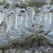 Grippe aviaire : le Conseil d'État rejette les recours contre le confinement des volailles