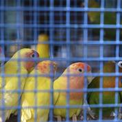 Arche de Noël : un Américain dépose 836 perruches dans un refuge pour animaux