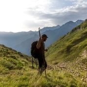 En Ariège, la coexistence difficile entre l'ours et les bergers