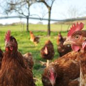 Grippe aviaire: 80.000 animaux abattus en République tchèque, un premier foyer détecté en Slovénie