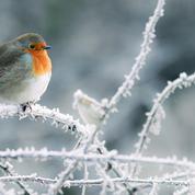 5 oiseaux à observer dans son jardin en hiver