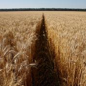 Chicago : le blé recule pour la dernière séance d'une année en forte hausse