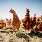Grippe aviaire : 600.000 volailles abattues en un mois