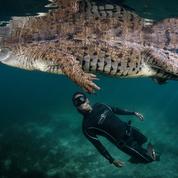 Raies manta, cachalots ou crocodiles : 6 séjours plongée pour observer les seigneurs des océans