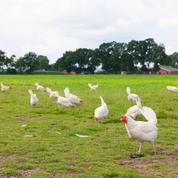 Grippe aviaire: 41 élevages infectés en France, un premier cas en Vendée