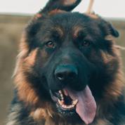 «Lassie» aux États-Unis: une chienne mène la police à son maître accidenté