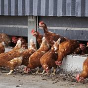 Grippe aviaire: rare cas de contamination humaine en Angleterre