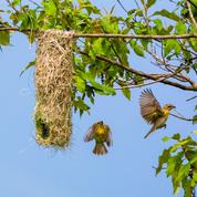 Comment favoriser la nidification des oiseaux dans son jardin ?