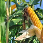 Le maïs se détend sur le marché européen