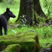 Un loup échappé d'un parc animalier près de Perpignan localisé dans l'Aude