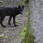 Loup : un agriculteur appelle à tuer des loups, une enquête est ouverte