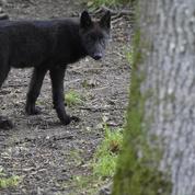 Savoie : empoisonnement probable d'animaux sauvages en Vanoise, enquête en cours