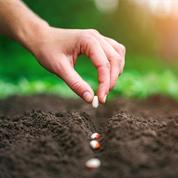 Que planter, semer ou récolter en mars ?