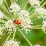 Quels sont les insectes utiles au jardin ?